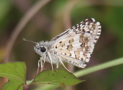 [This is a left-side view of the butterfly perched on a small oval-shaped leaf. The body is a furry white colore with large dark brown eyes. One brown and white striped antenna is visible sticking out from the head. The legs are white and appear to have some fur on the upper sections. The wings are closed making the underside visible. The underside is mostly white with some light brown zig-zaggy striping from the center to the outer edges of the wing. At the very top the inside of the other wing is visible and is mostly brown with white spots.]
